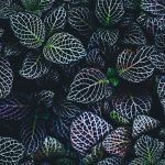 annie-spratt-199471-unsplash