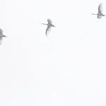 john-moeses-bauan-EiwfpX6mh1w-unsplash