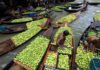 Floating Guava Markets Under Threat: How Climate Change Is Reshaping South Asia’s River-Based Fruit Economy Floating Guava Markets Under Threat: How Climate Change Is Reshaping South Asia’s River-Based Fruit Economy