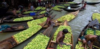 Floating Guava Markets Under Threat: How Climate Change Is Reshaping South Asia’s River-Based Fruit Economy Floating Guava Markets Under Threat: How Climate Change Is Reshaping South Asia’s River-Based Fruit Economy