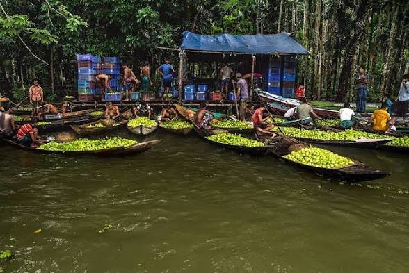 Floating Guava Markets of Bangladesh: A Riverine Treasure Under Threat from Climate Change Floating Guava Markets of Bangladesh: A Riverine Treasure Under Threat from Climate Change