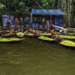 Floating Guava Markets of Bangladesh: A Riverine Treasure Under Threat from Climate Change